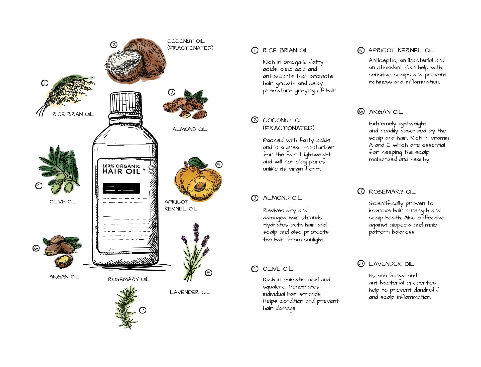 Illustrated guide to the hair oil's natural ingredients